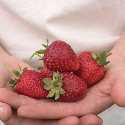 Albion &ndash; Spring-Planted Strawberry Bare-Root Plants