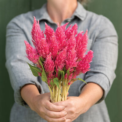 Sunday&trade; Bright Pink Celosia