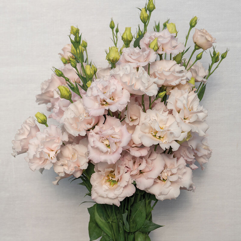 Corelli&trade; II Pink Lisianthus