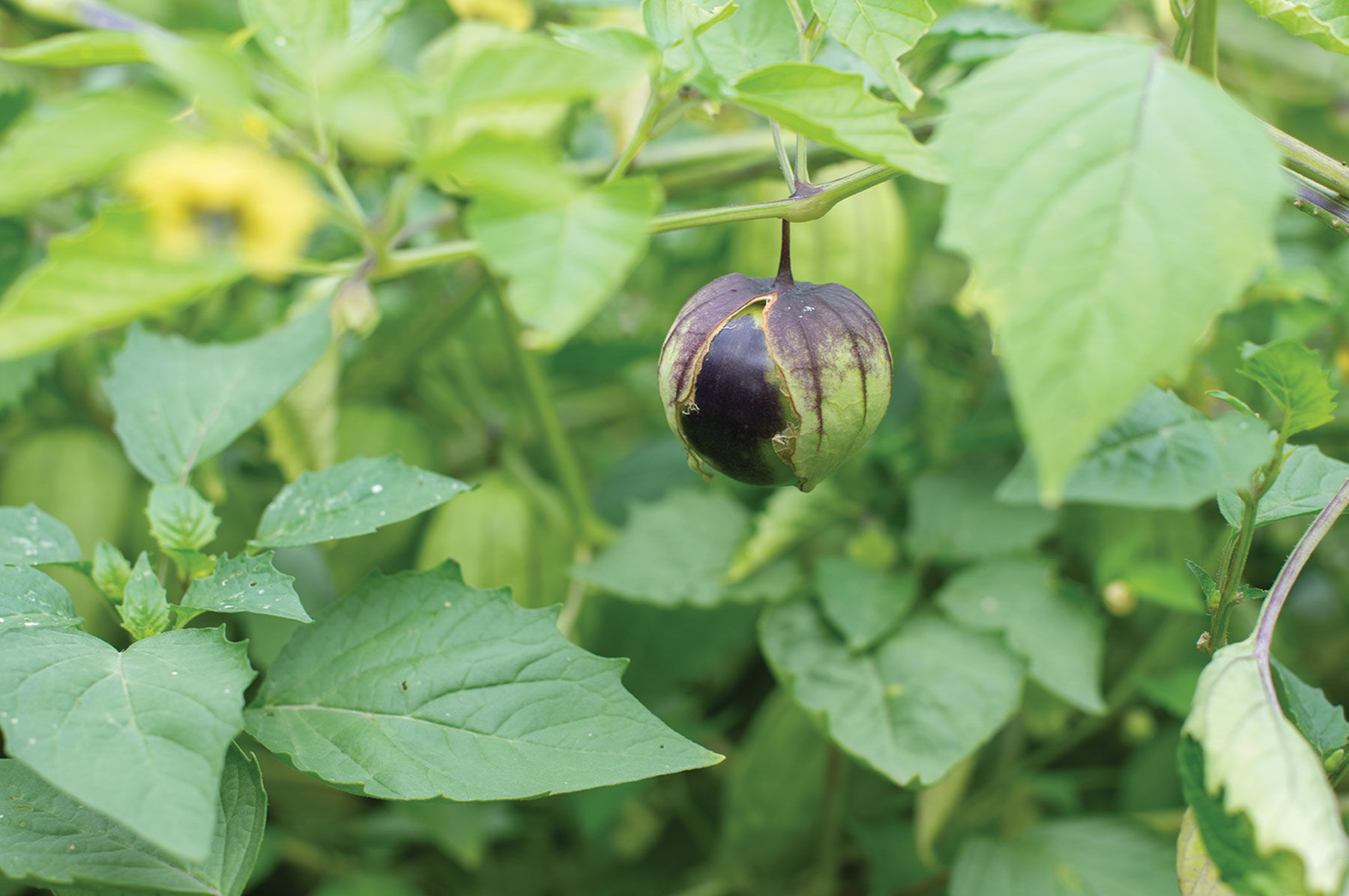 De Milpa Tomatillos
