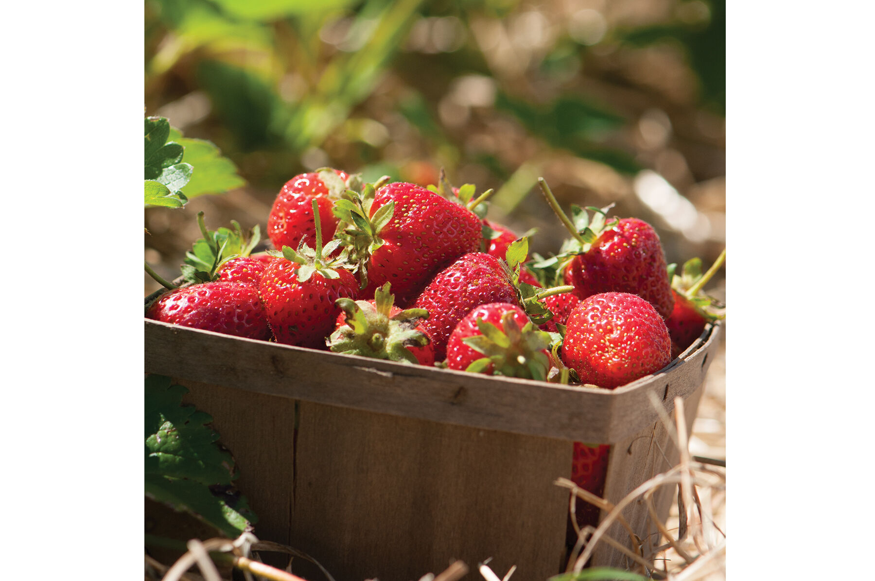 Strawberry Plant Collection Strawberry Bare-Root Plants