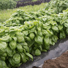 Everleaf Compact Genovese Basil