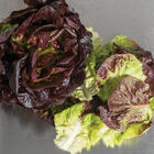Salanova&reg; Red Gem Salanova&reg; Lettuce