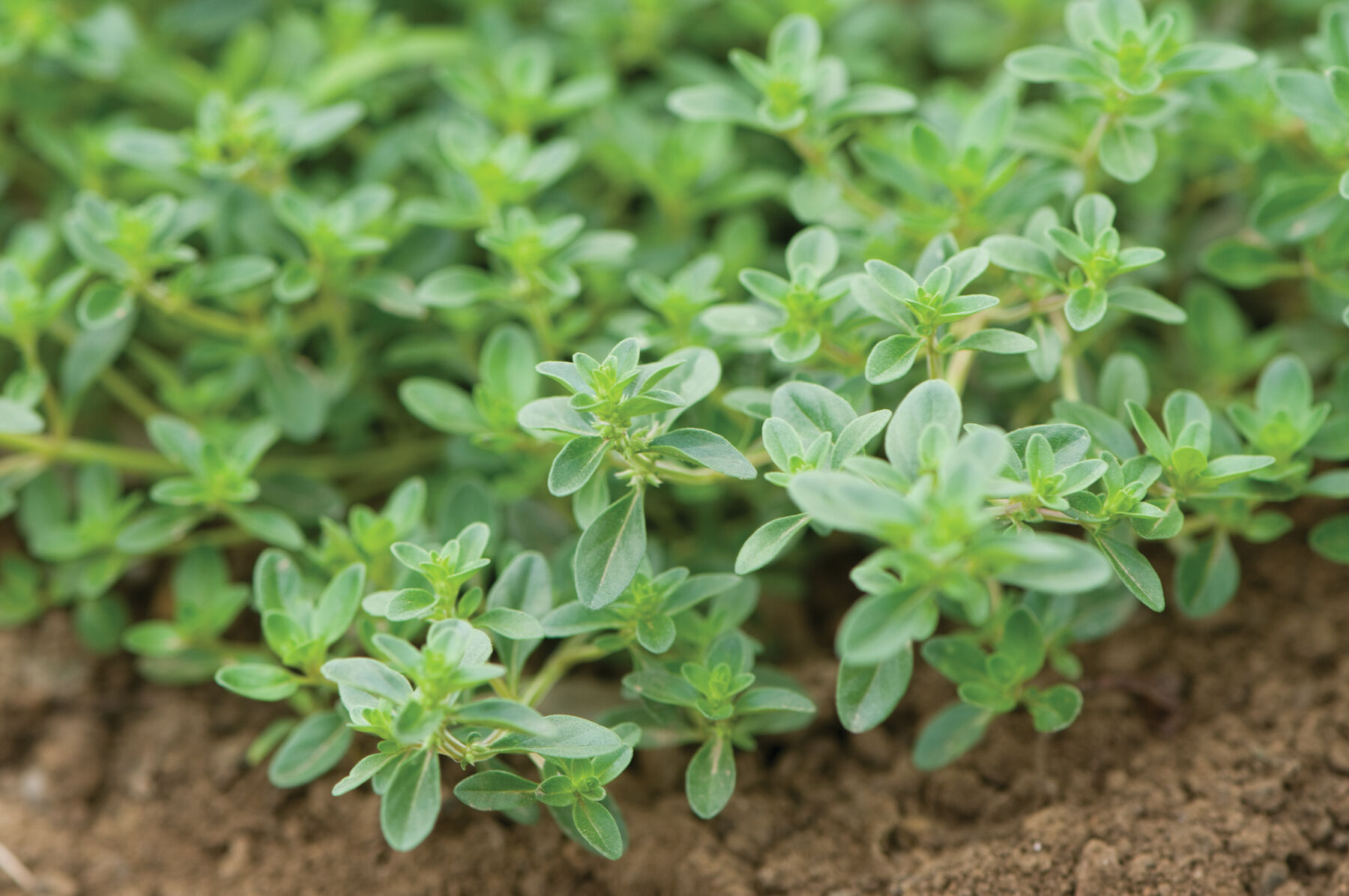 Creeping Thyme