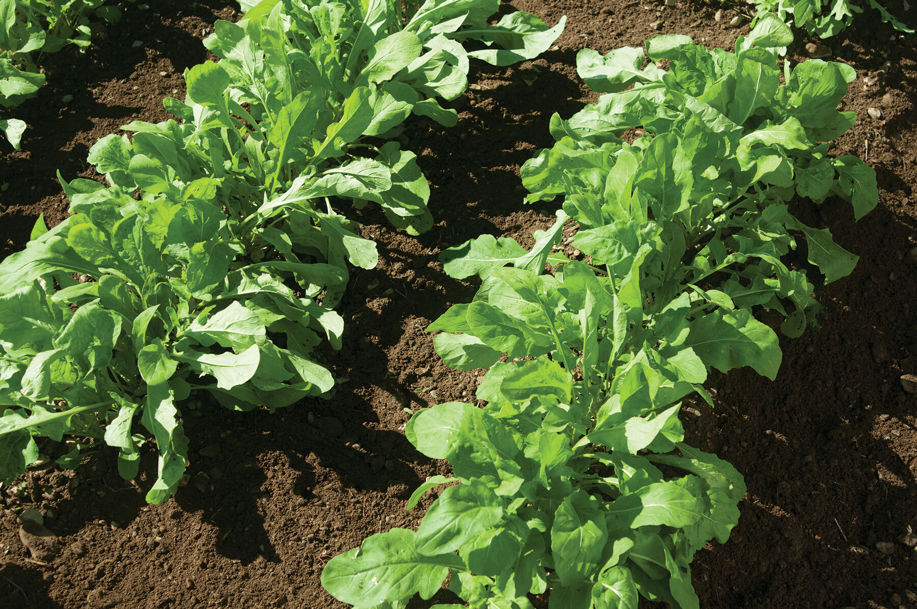 Astro Arugula (Roquette)