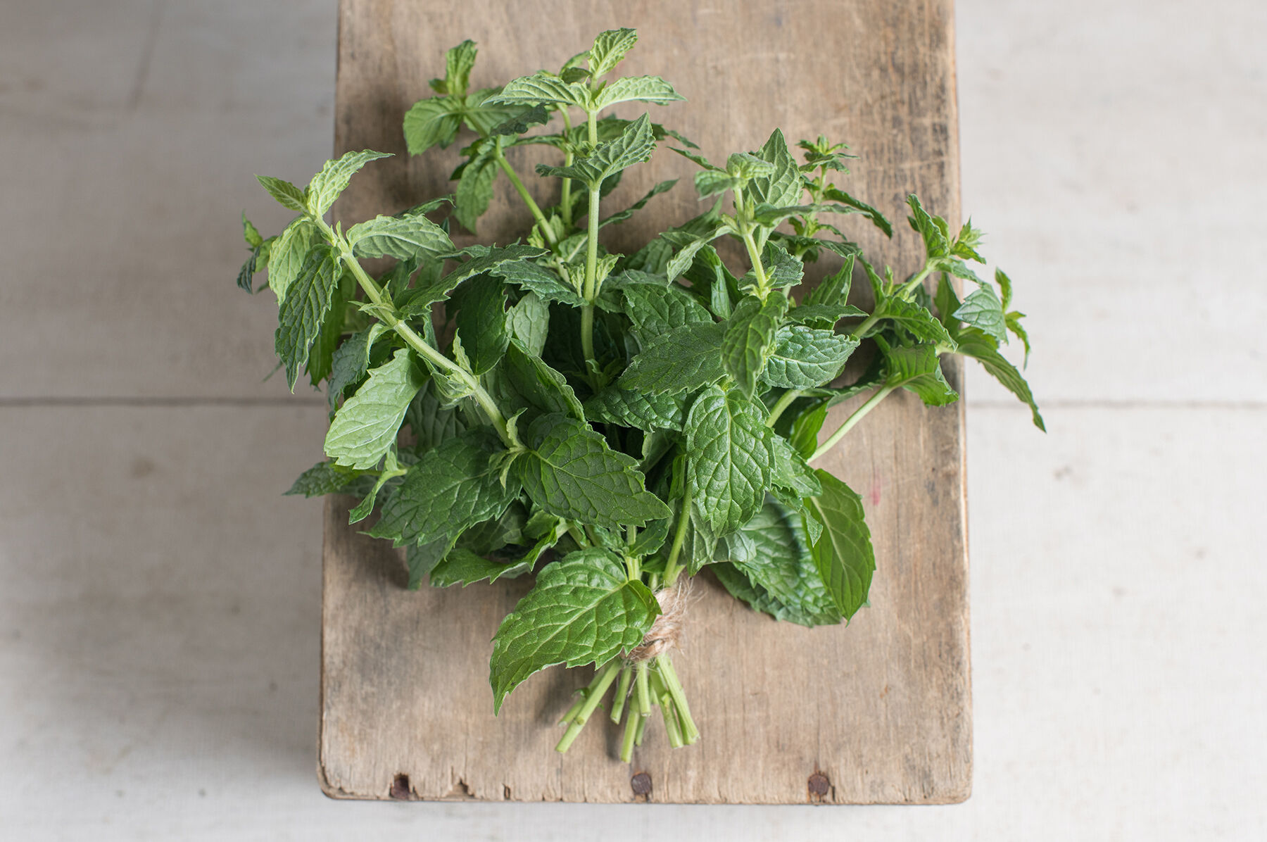 Common Mint Mint