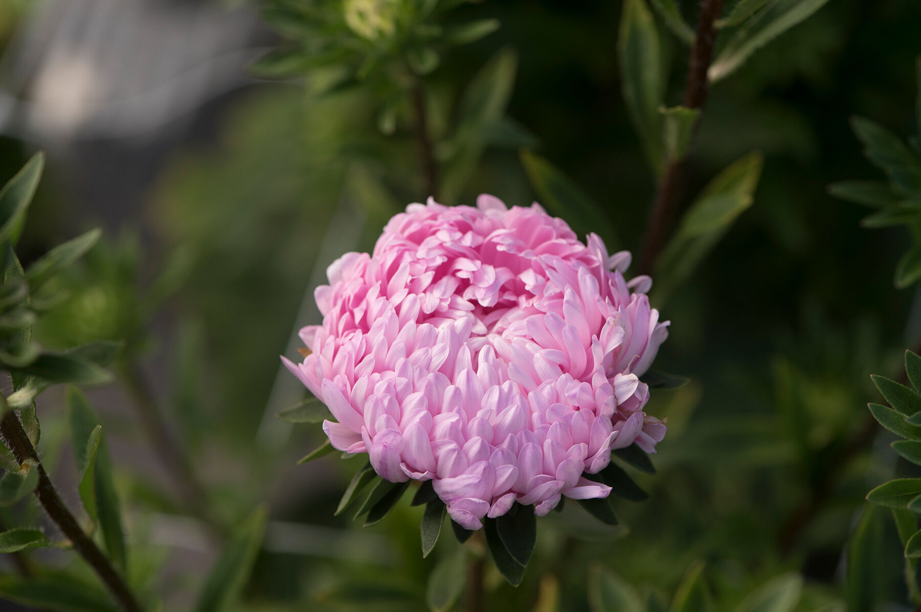 Tower Salmon Aster