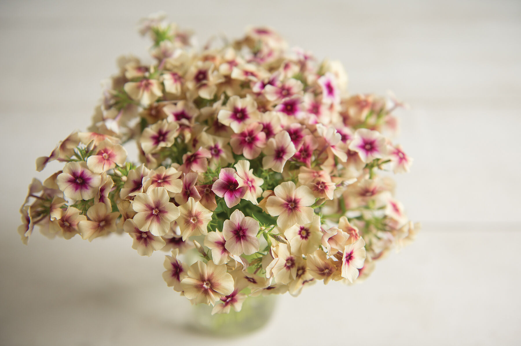 Cherry Caramel Phlox