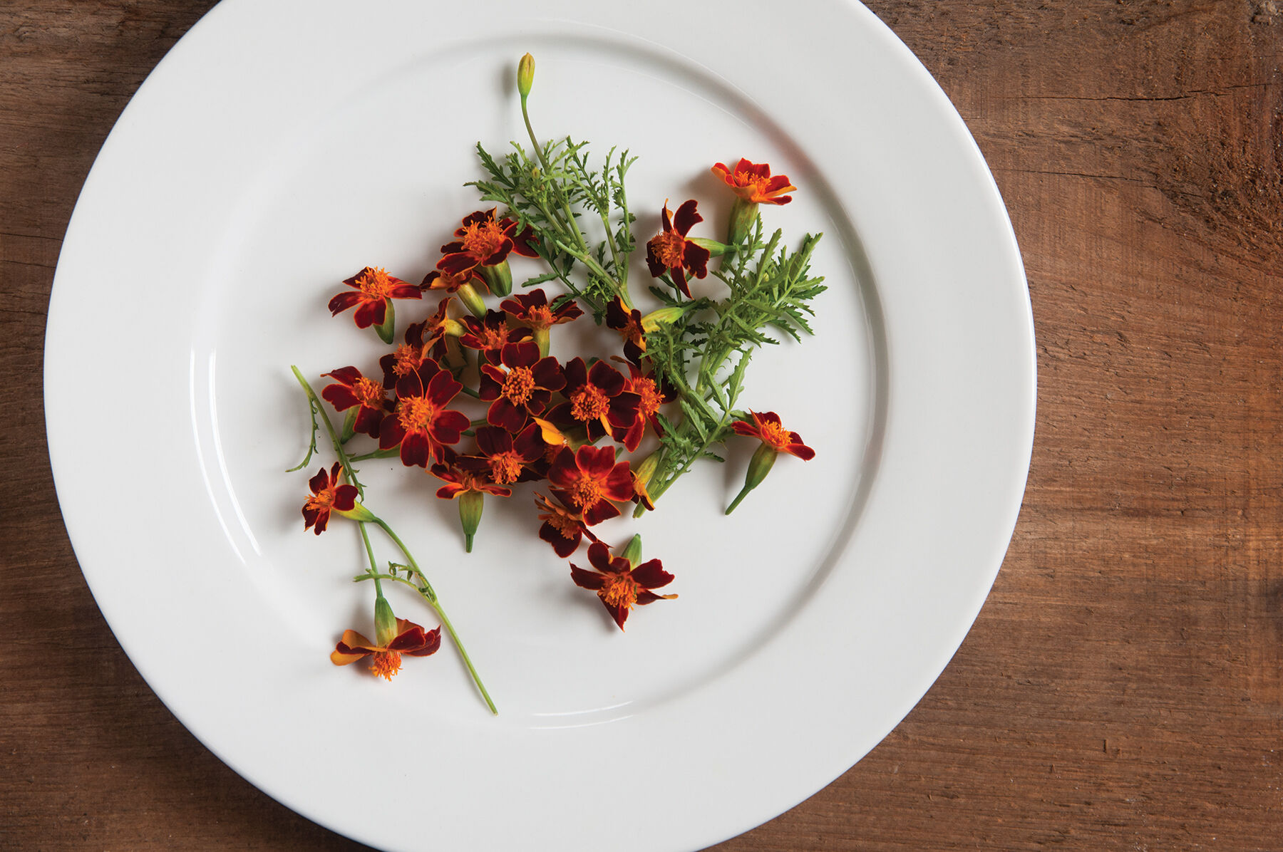 Red Gem Marigold