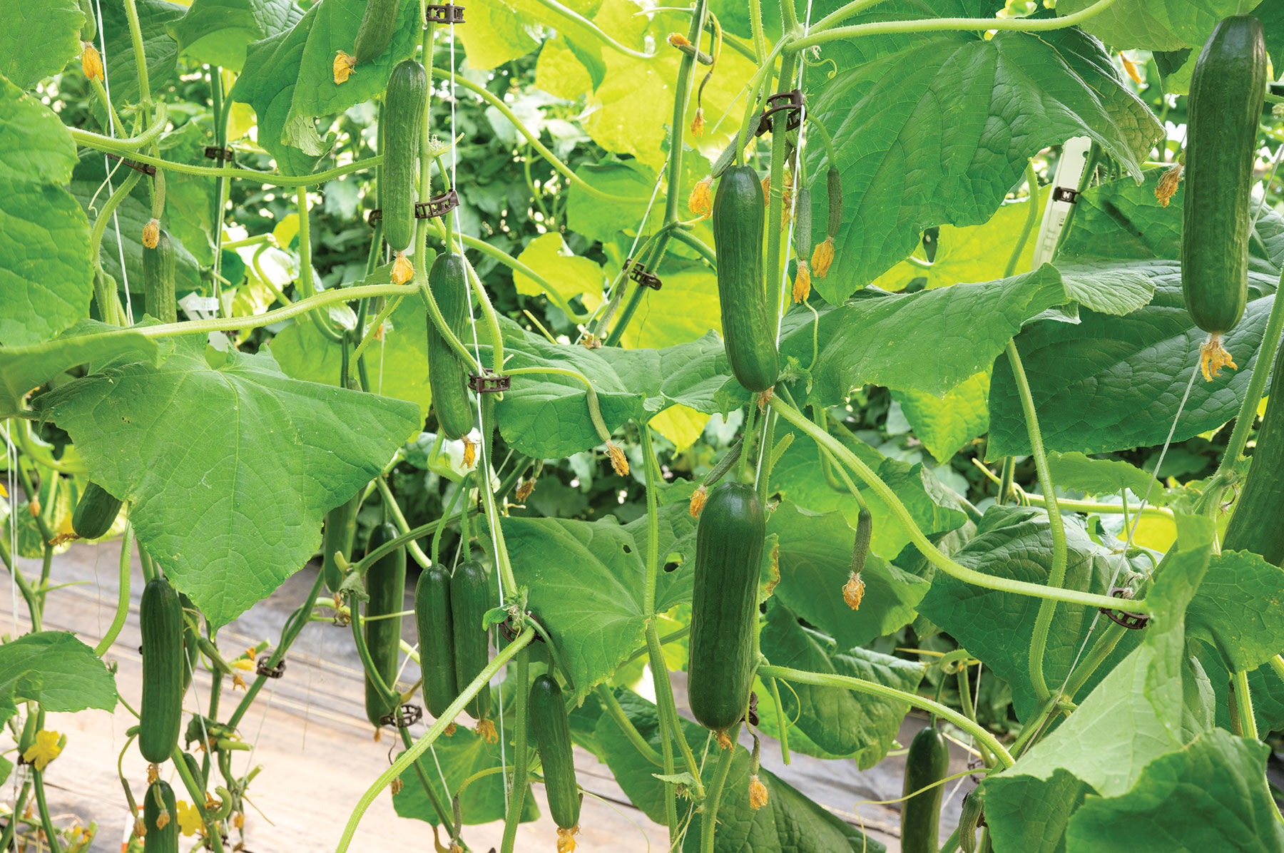 Katrina Seedless and Thin-skinned Cucumbers