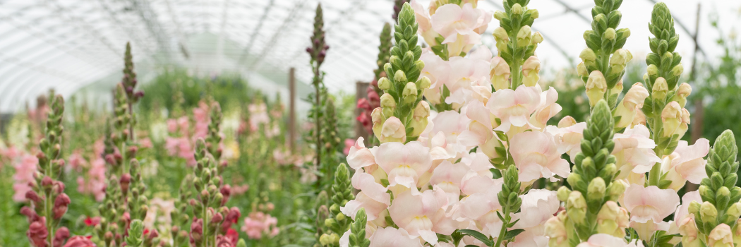 Snapdragons in the high tunnel
