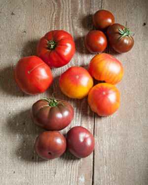 Modern Heirloom-like Varieties