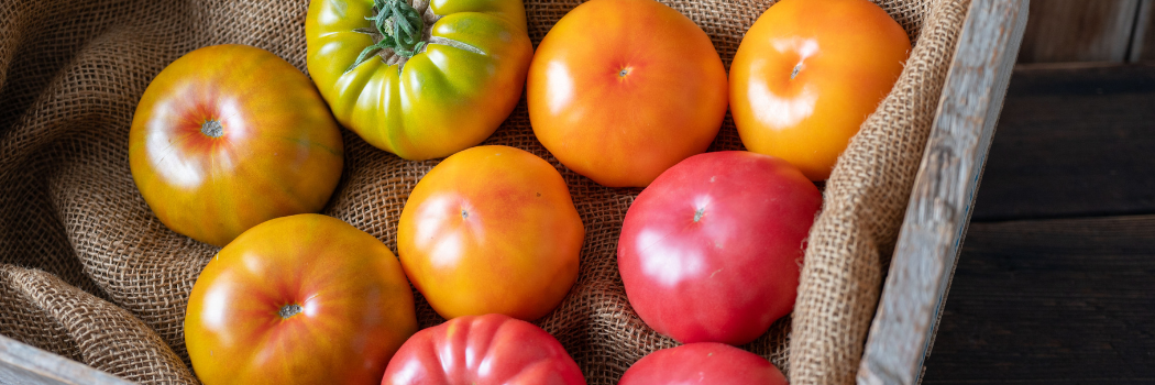 Hyloom Tomatoes