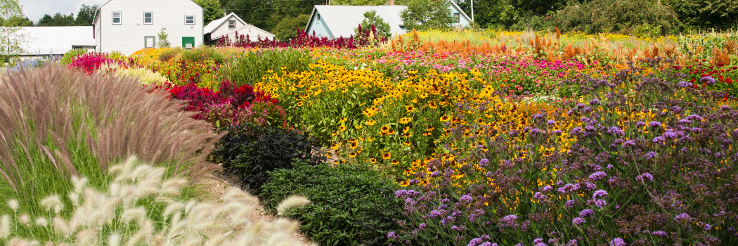 Succession Planting Intervals for Flowers