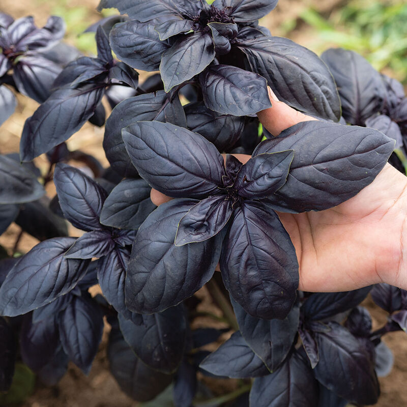 Basil