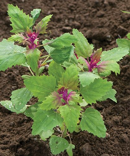 Magenta spreen, ready to harvest after a month as baby greens at 6&ndash;8", or at 8&ndash;9 weeks as mature plants for cooking.