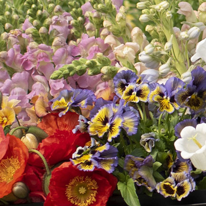 Guide to Overwintering Flowers