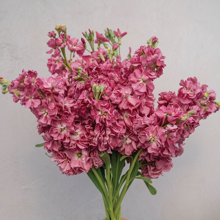 Katz Antique Rose